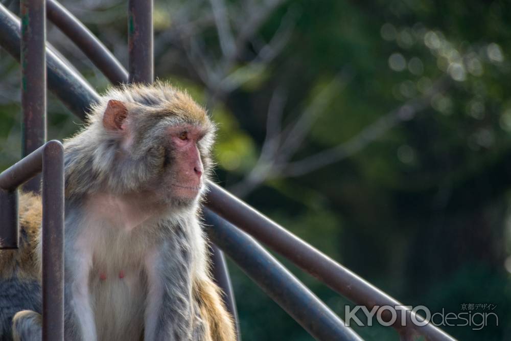 京都市動物園のニホンザル