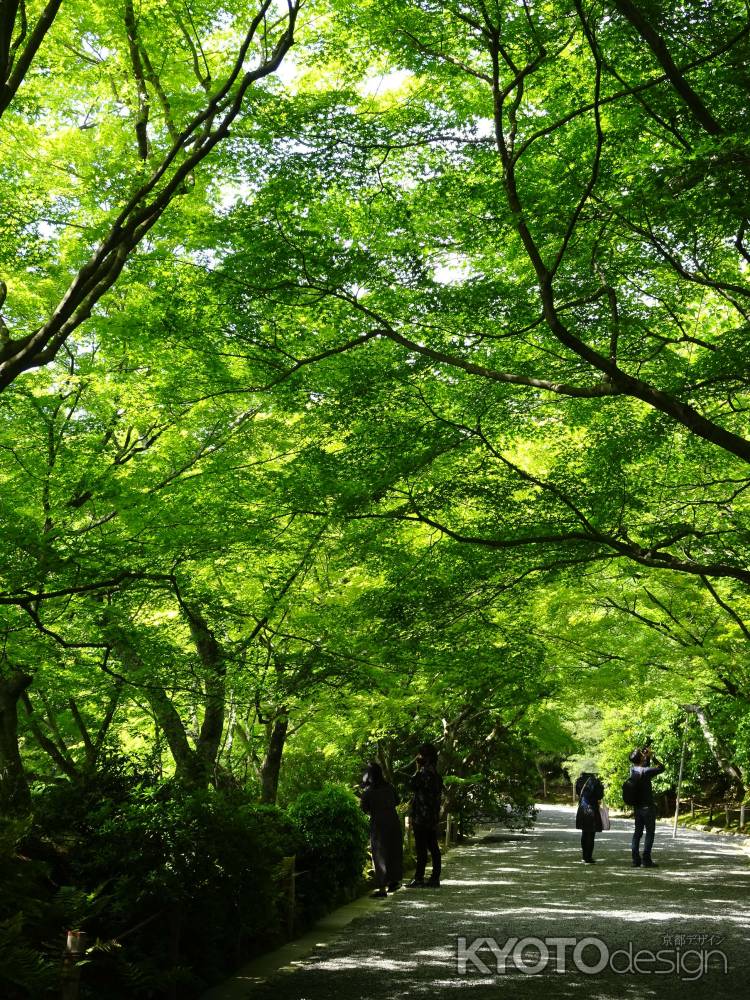 龍安寺　緑のドーム