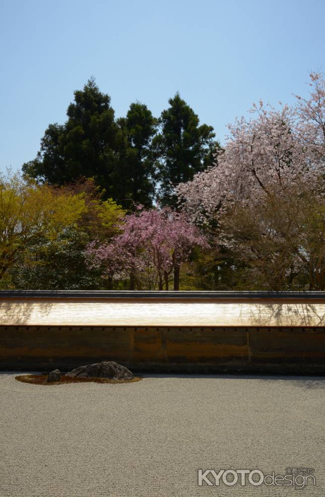 紅しだれ桜と新調こけらぶき