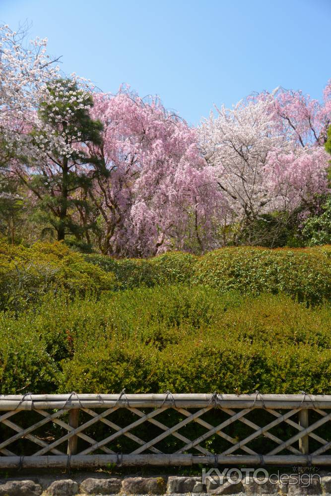 龍安寺垣と桜