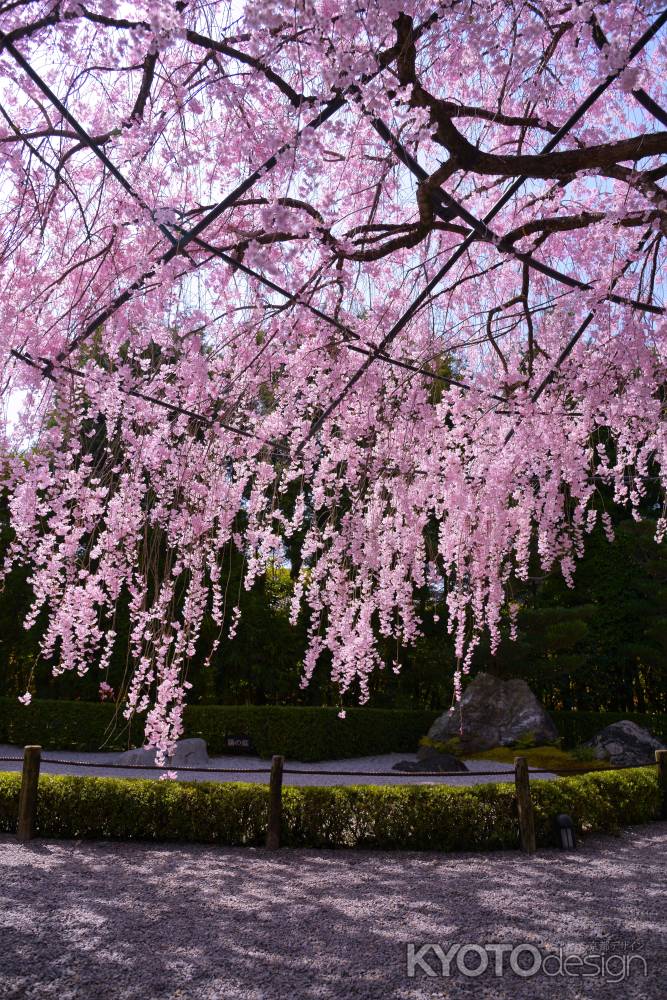 陽の庭を背景に