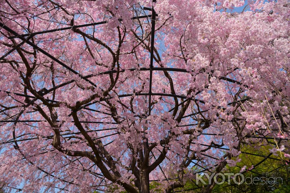 桜の空