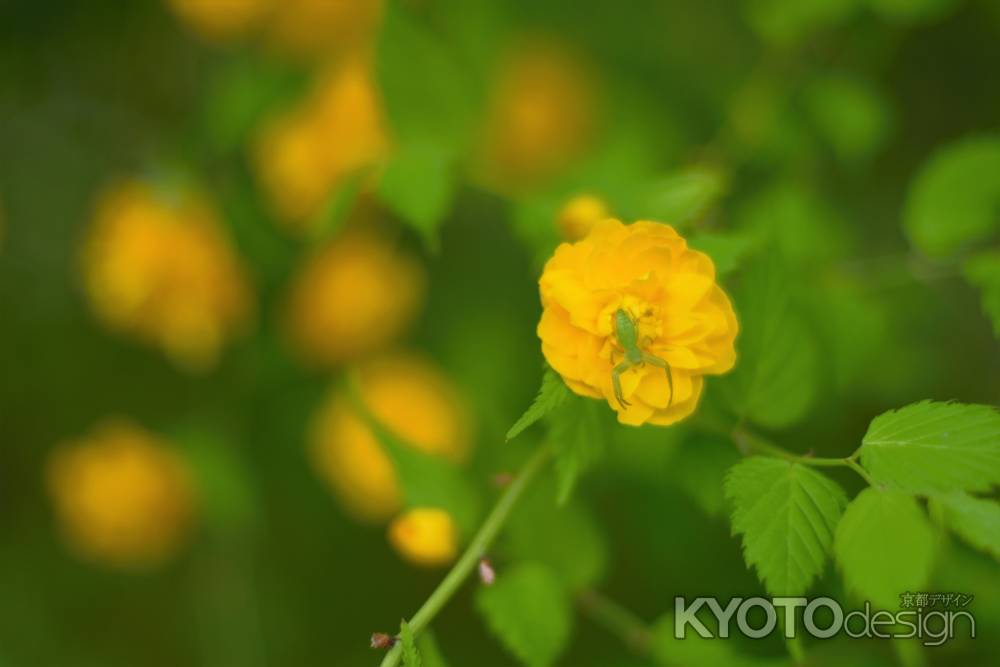 山吹の花こそ花の…