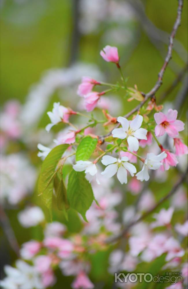 北野桜