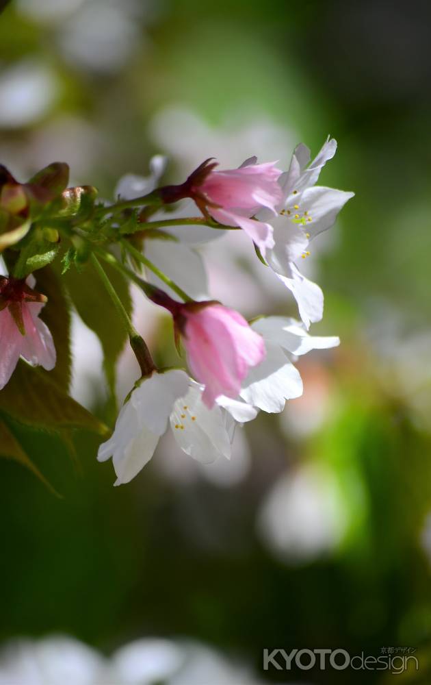 日本唯一　北野桜