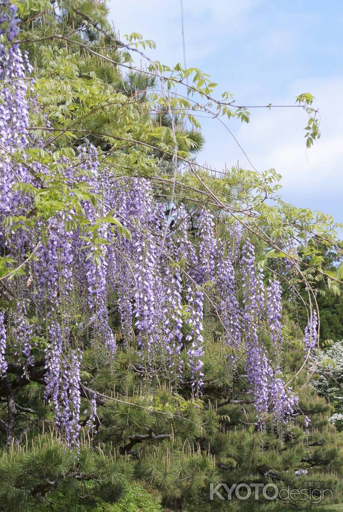 藤の花