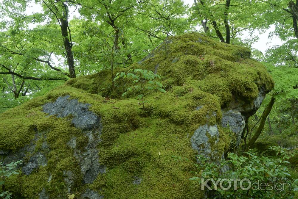 苔むす獅子岩