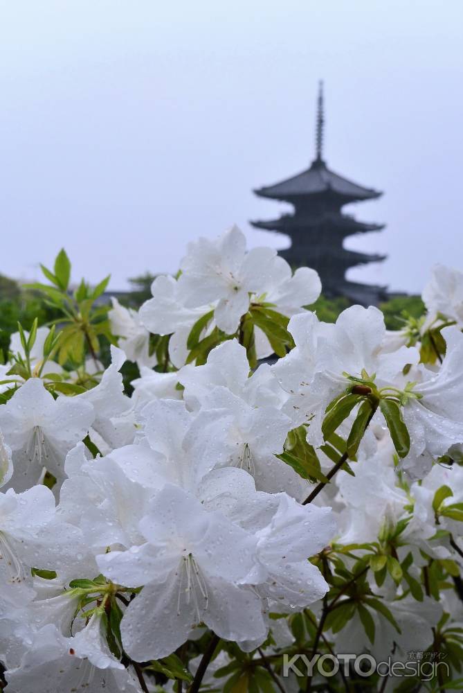 甘露の雨