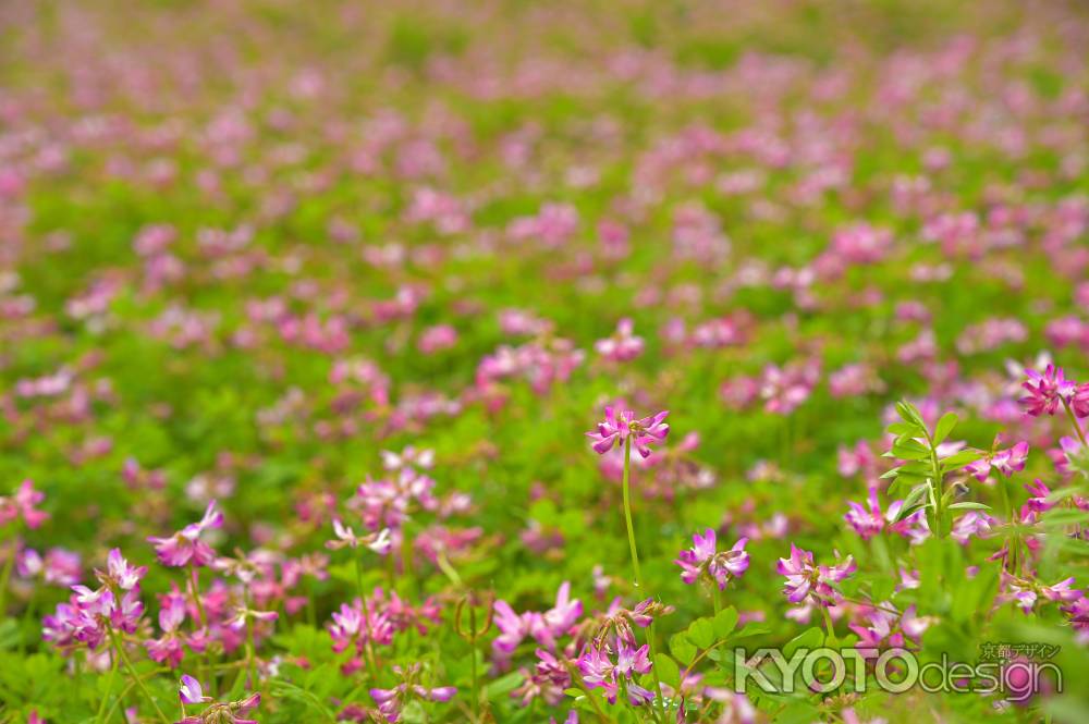 嵯峨野　レンゲ畑