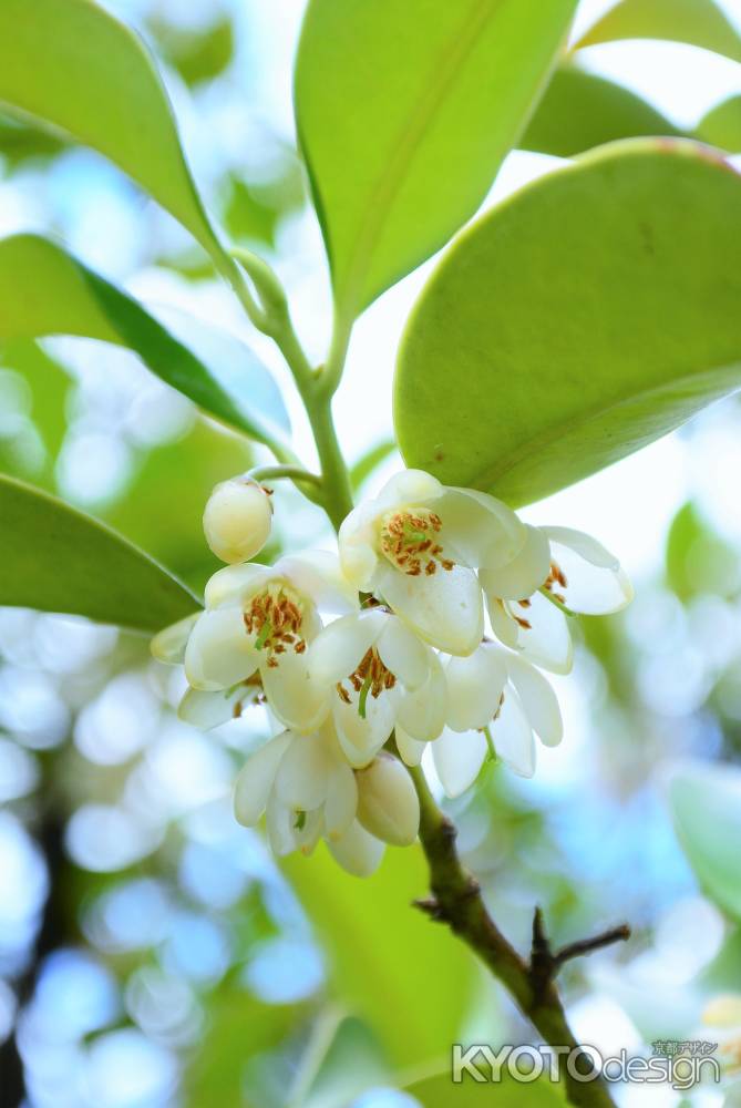 榊のお花