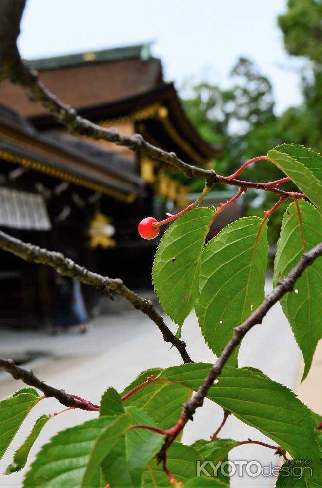 北野桜のサクランボ