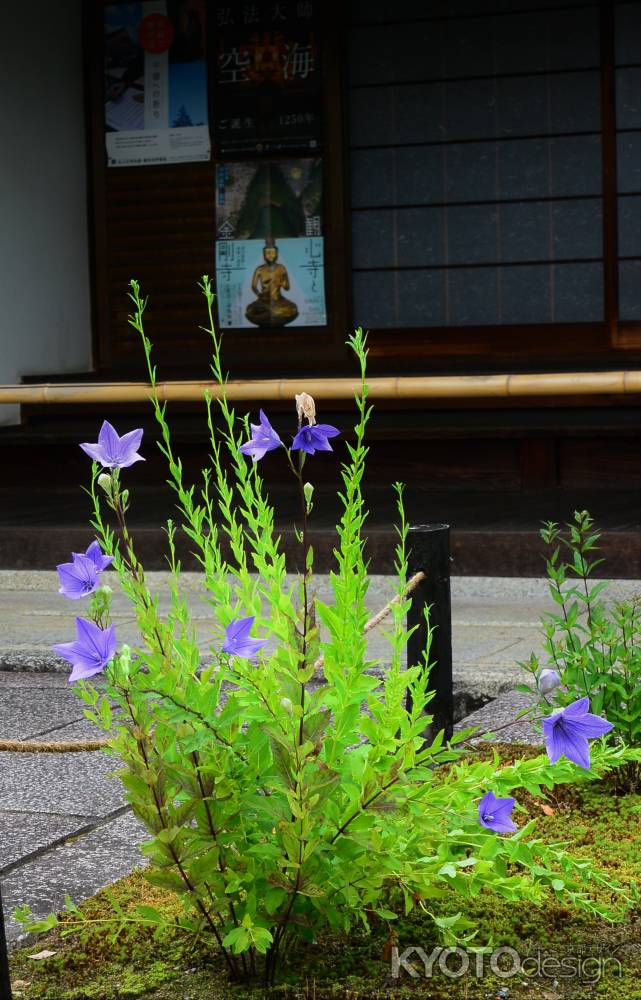 桔梗の花咲くときぽんといひそうな…