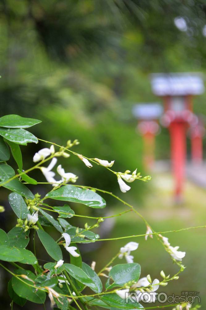 雨あがり白い萩