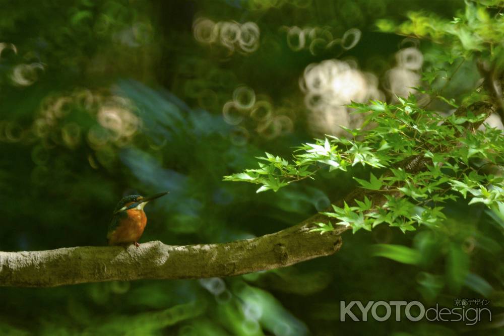 秋の木漏れ日　若カワセミ