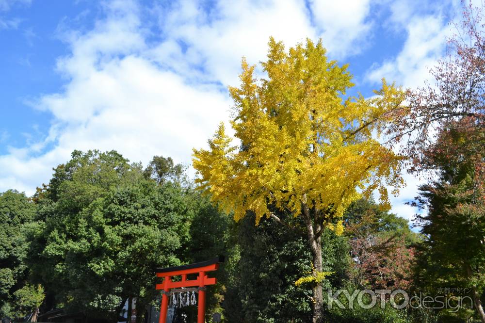 西の鳥居　一本の銀杏