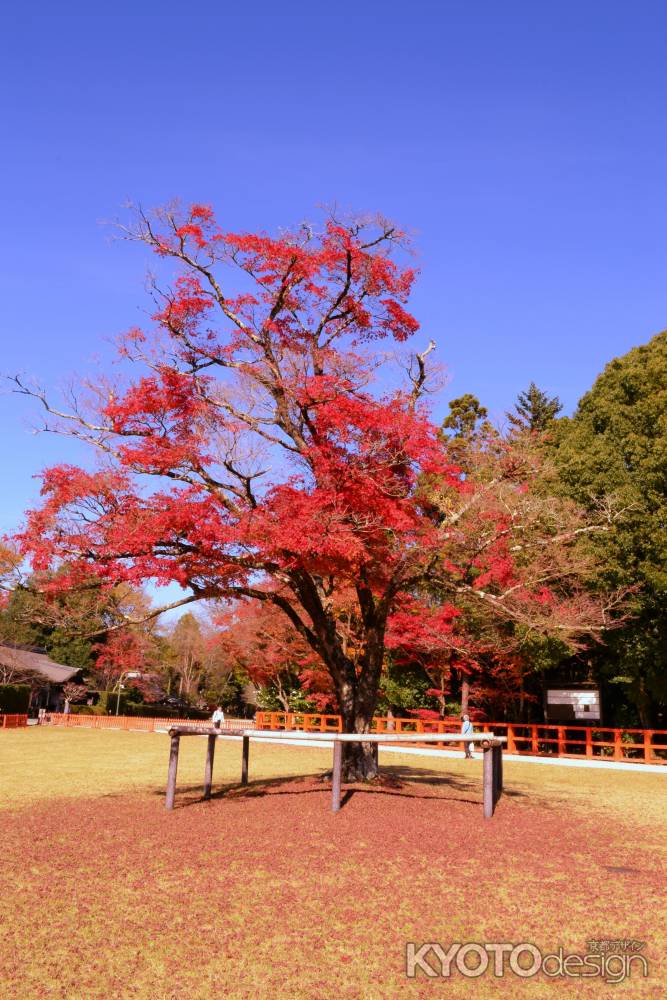 照紅葉