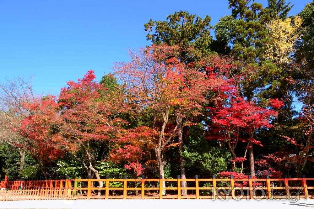 紅葉衣