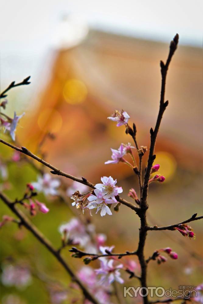 新春の寒桜