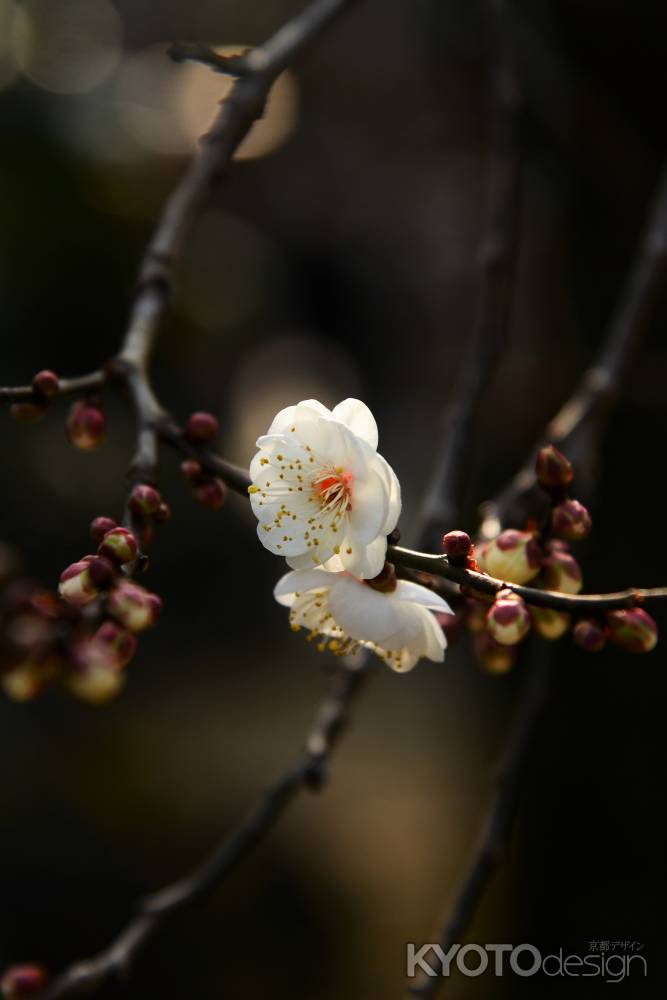 白梅も咲く