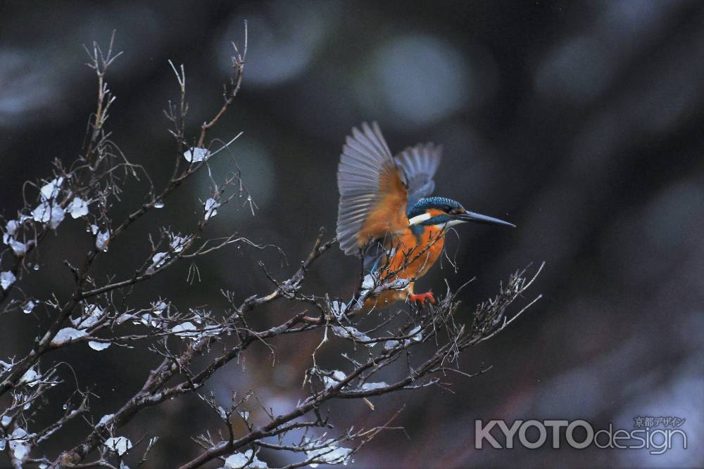 カワセミと水雪