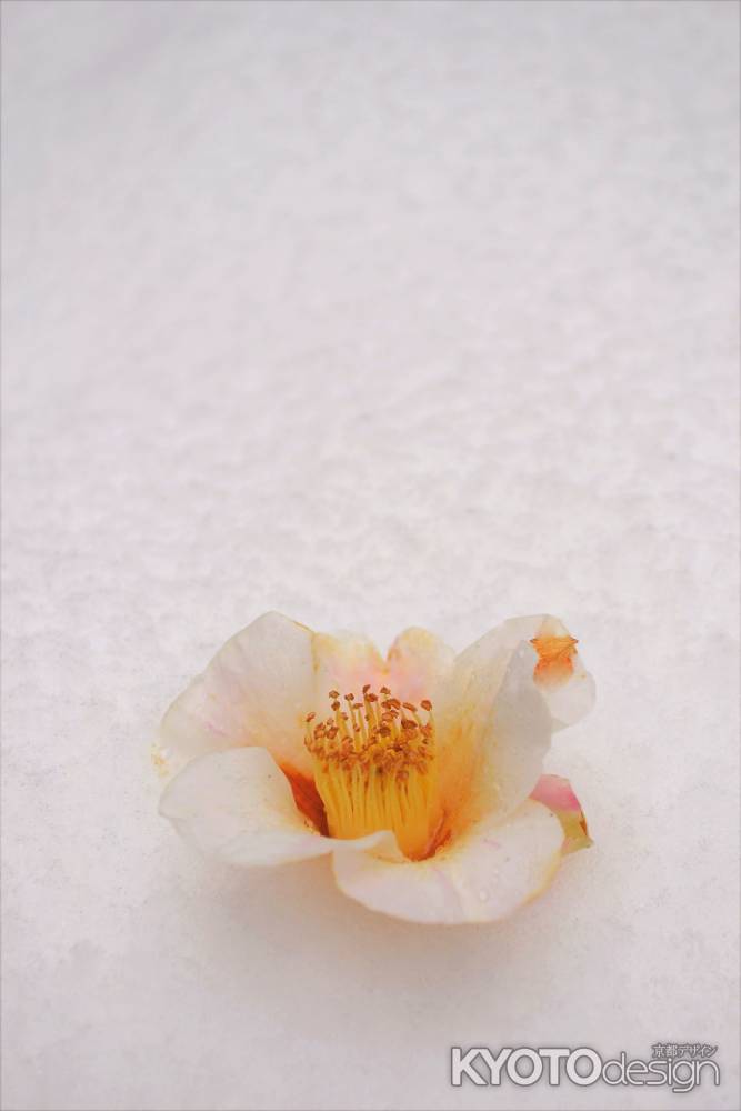 雪中花