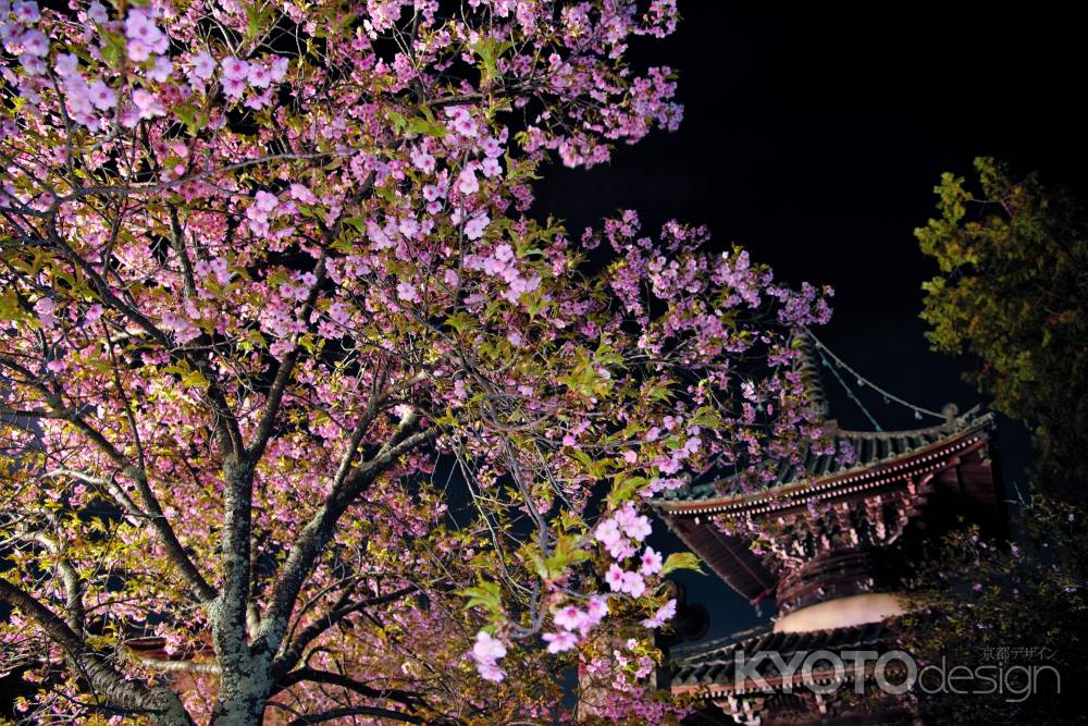 桜咲く