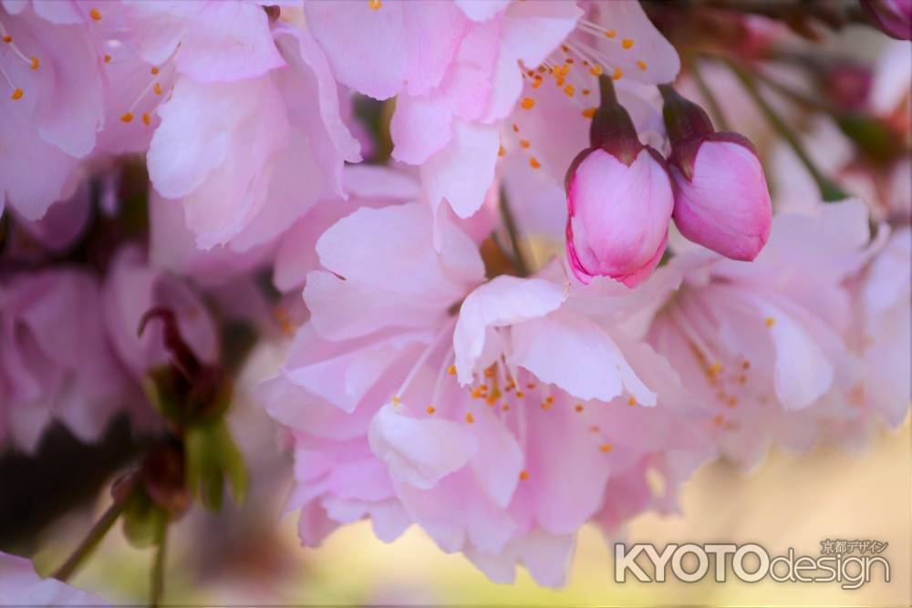 彬姫桜　つぼみ