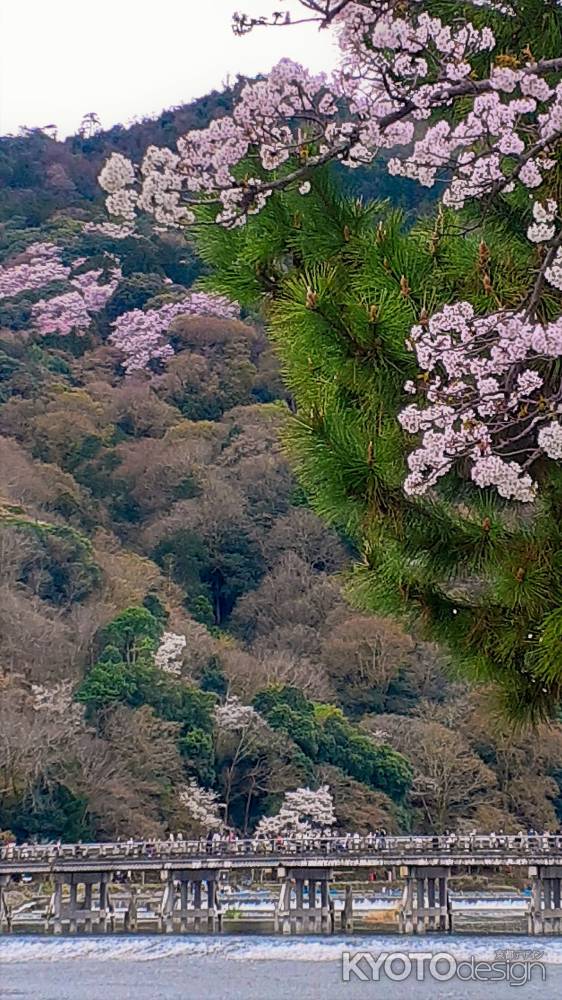 嵐山　桜満開