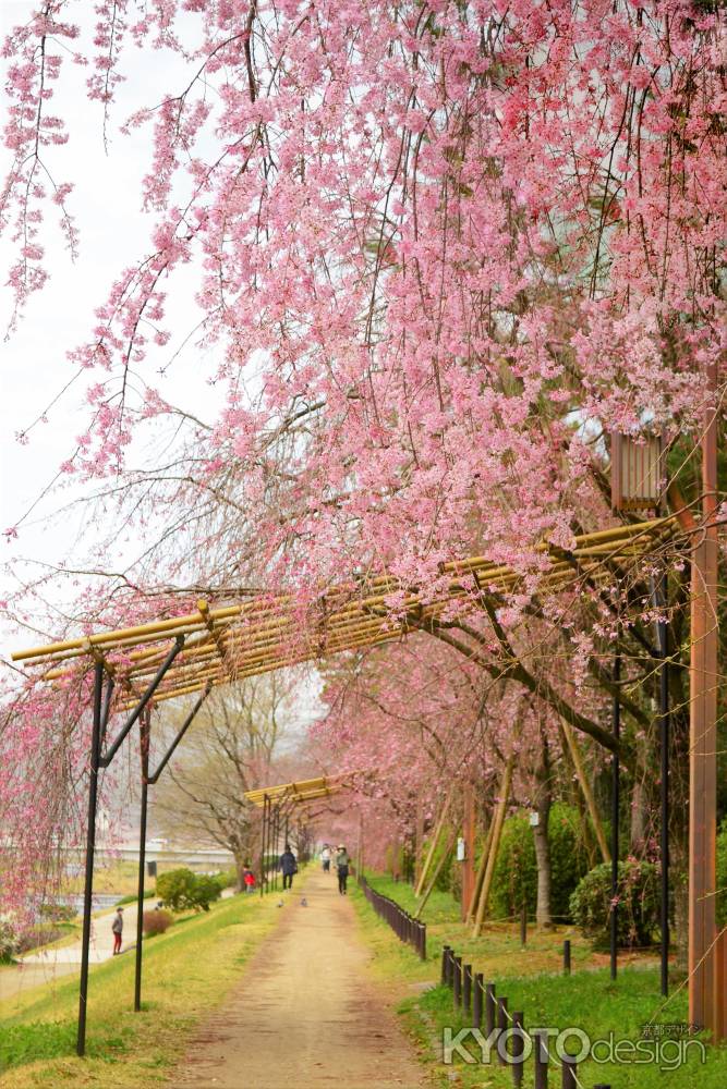 半木の道　紅枝垂桜