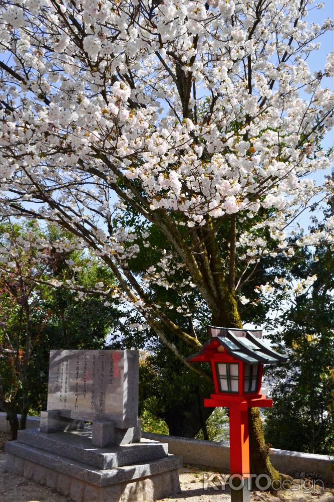 人間50年の桜