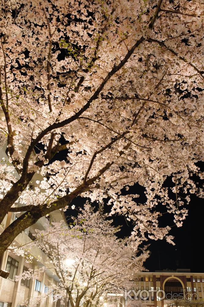 自由と新清　桜