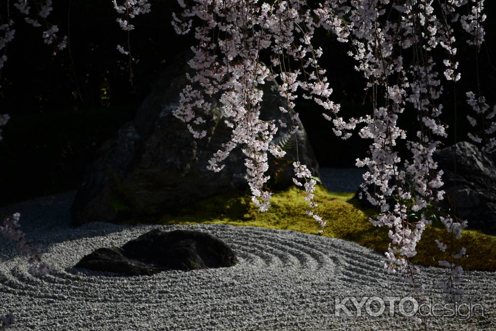 陽の庭　紅枝垂れ桜