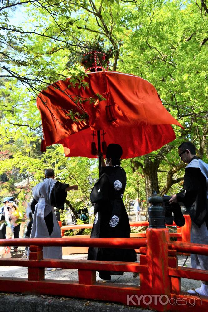 神橋渡る　花傘