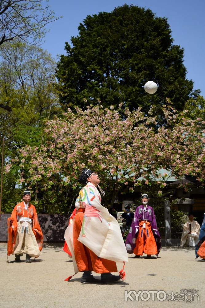 黄桜超えて舞い上がる