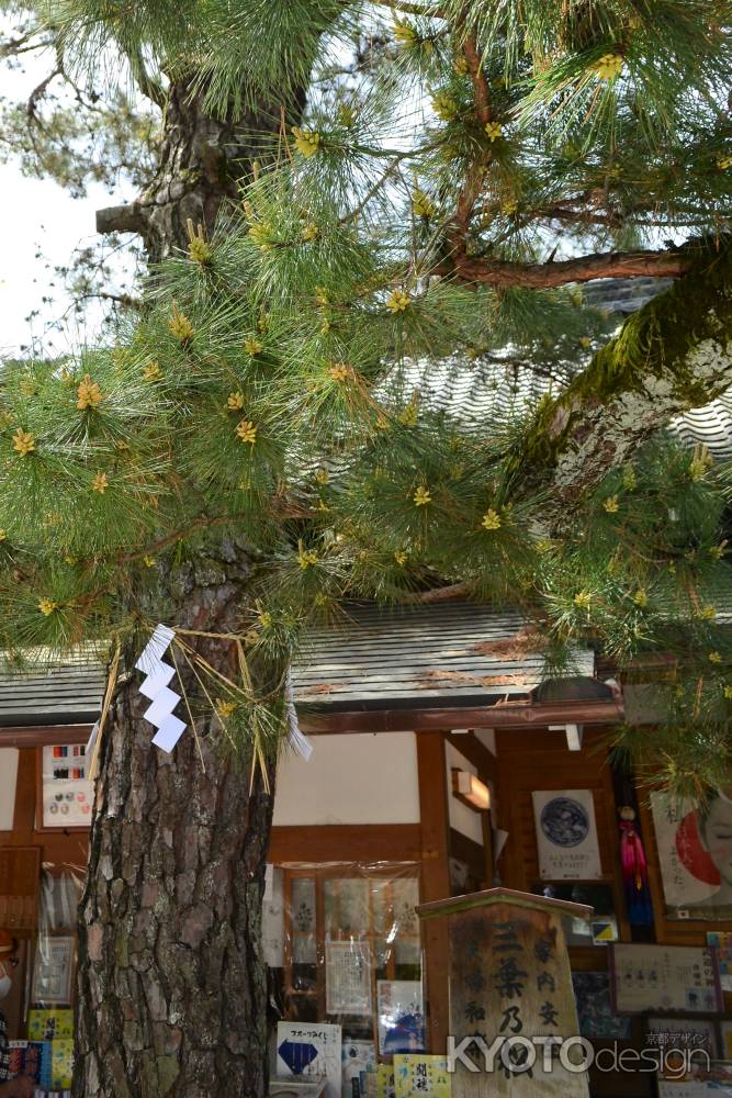 三葉の松　新芽