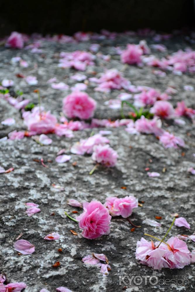 普賢象桜さん　花の道