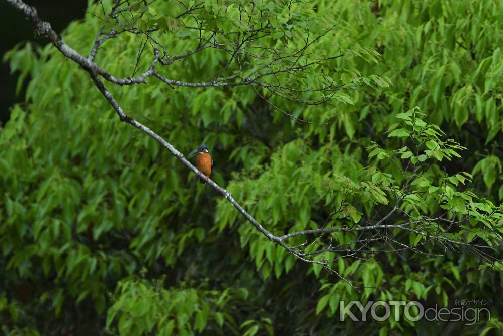 緑樹の翡翠さん