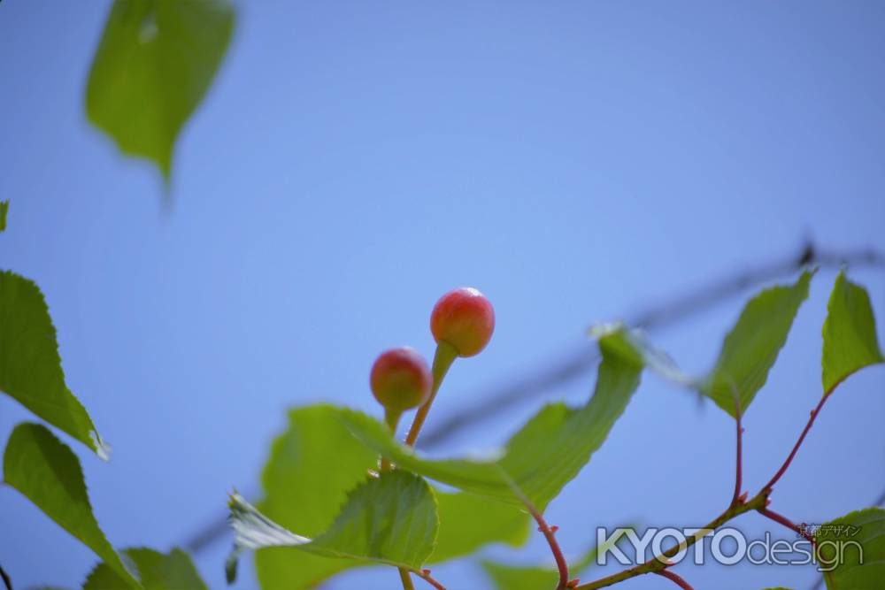 北野桜の実