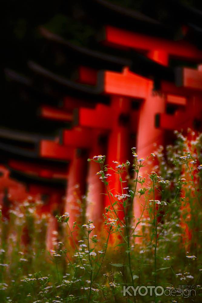 鳥居と姫女菀