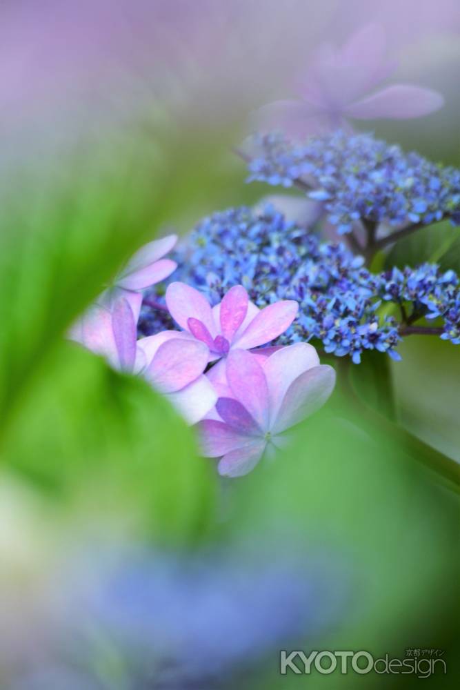 夏越の大祓　紫陽花