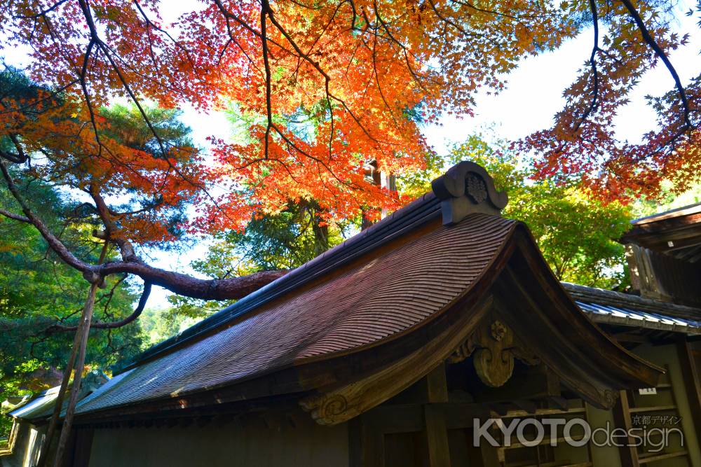 杮葺き屋根　秋