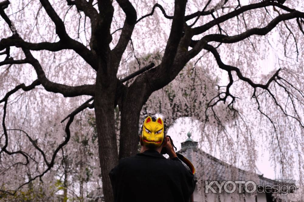 金狐カメラマンとしだれ桜