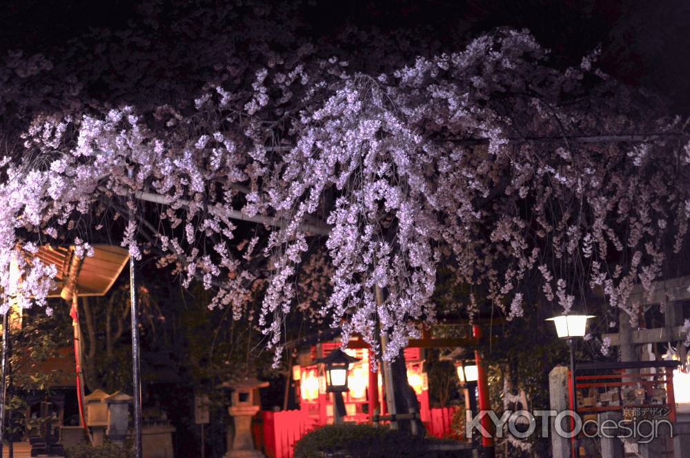 水火天満宮　枝垂桜　2024