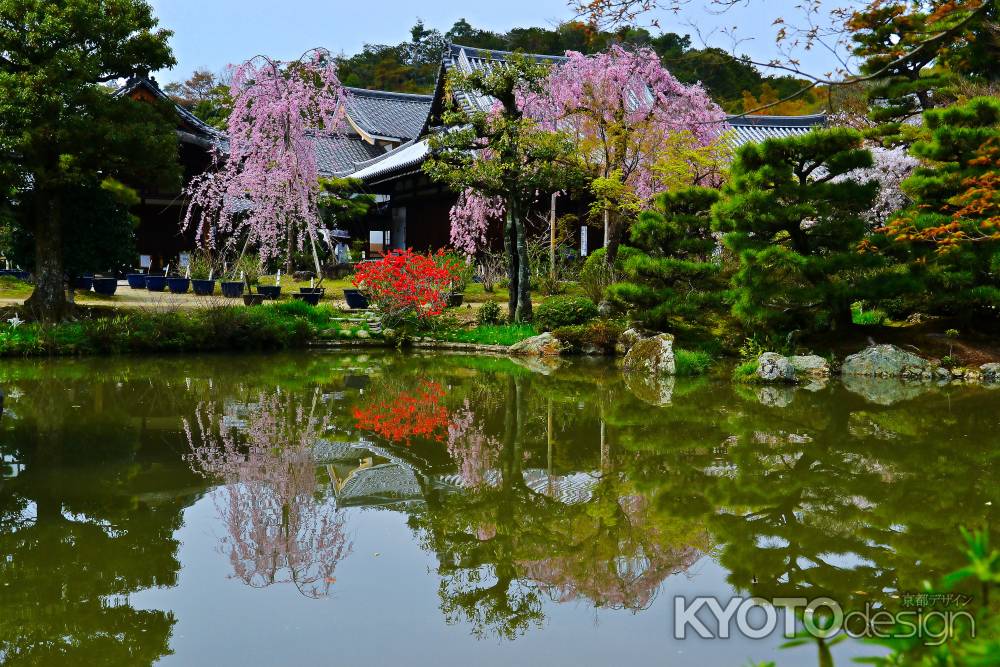 関西花の寺さん 第一三番霊場　春　2024