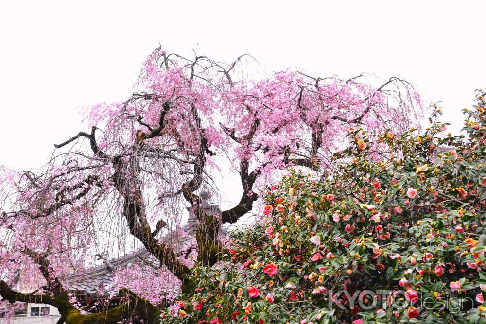 五色八重散椿　しだれ桜