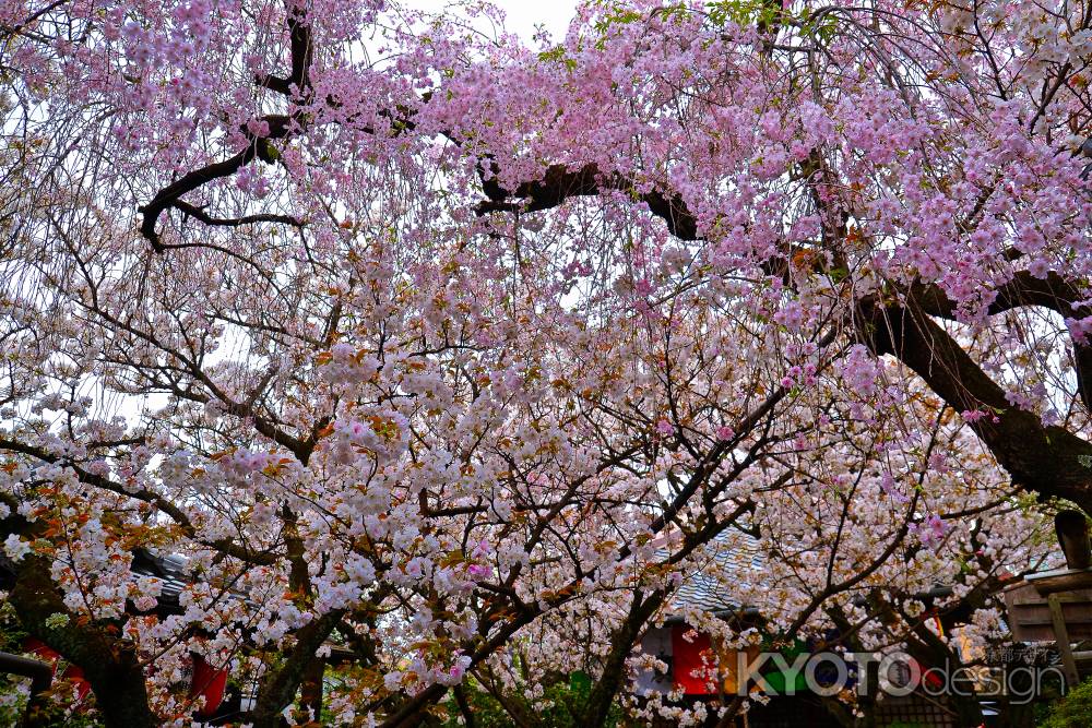 紅枝垂桜　観音桜　松月桜　