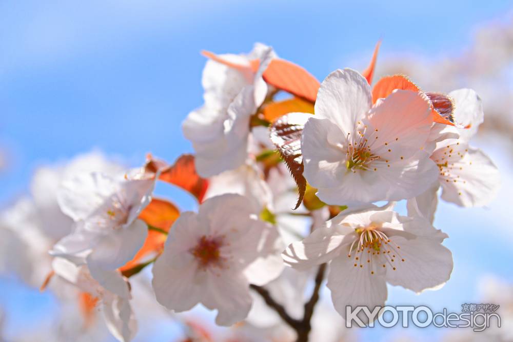 お多福桜