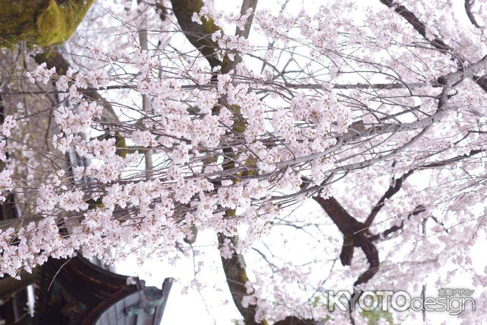 平野神社の桜