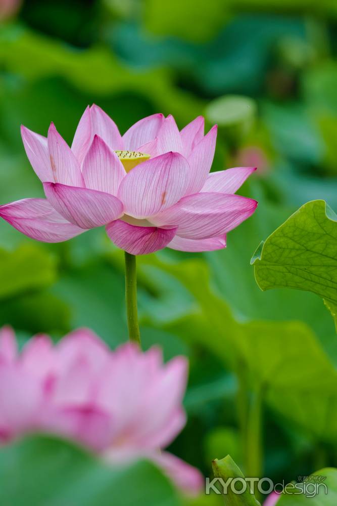 天龍寺の蓮の花