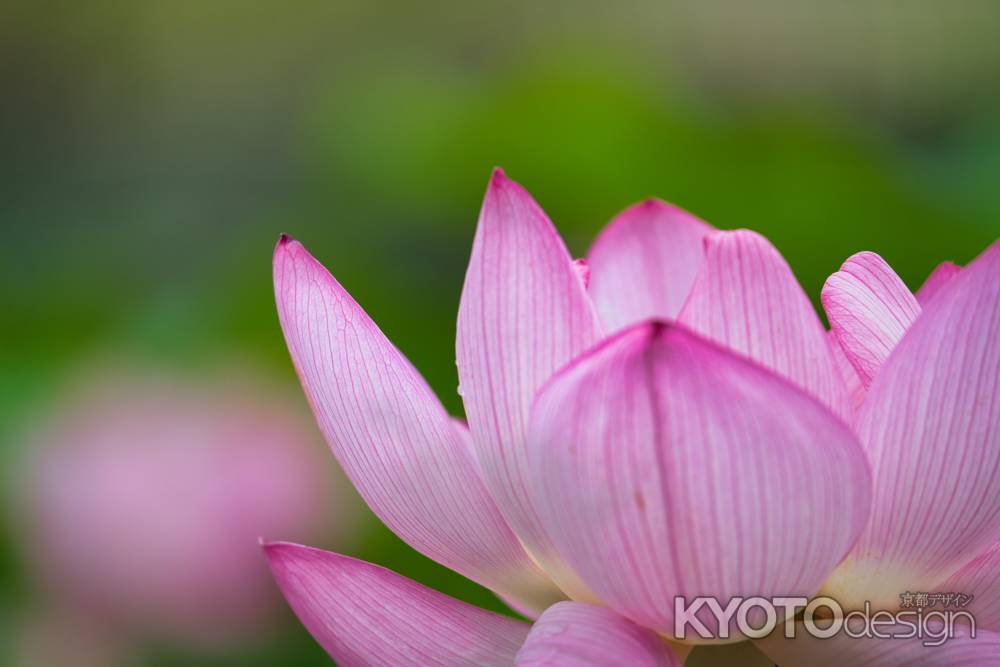 天龍寺の蓮の花